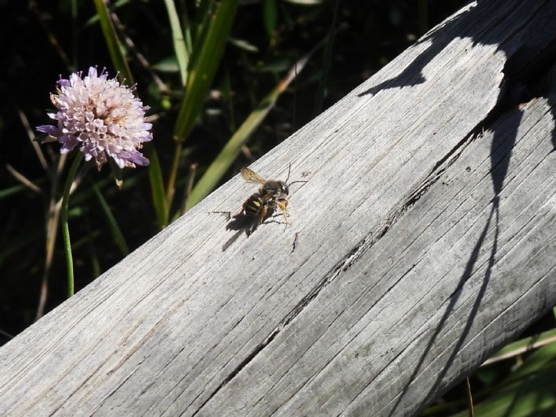 Megachilidae: maschio di Trachusa interrupta